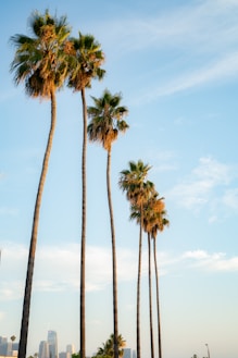 palm trees under blue sky during daytime