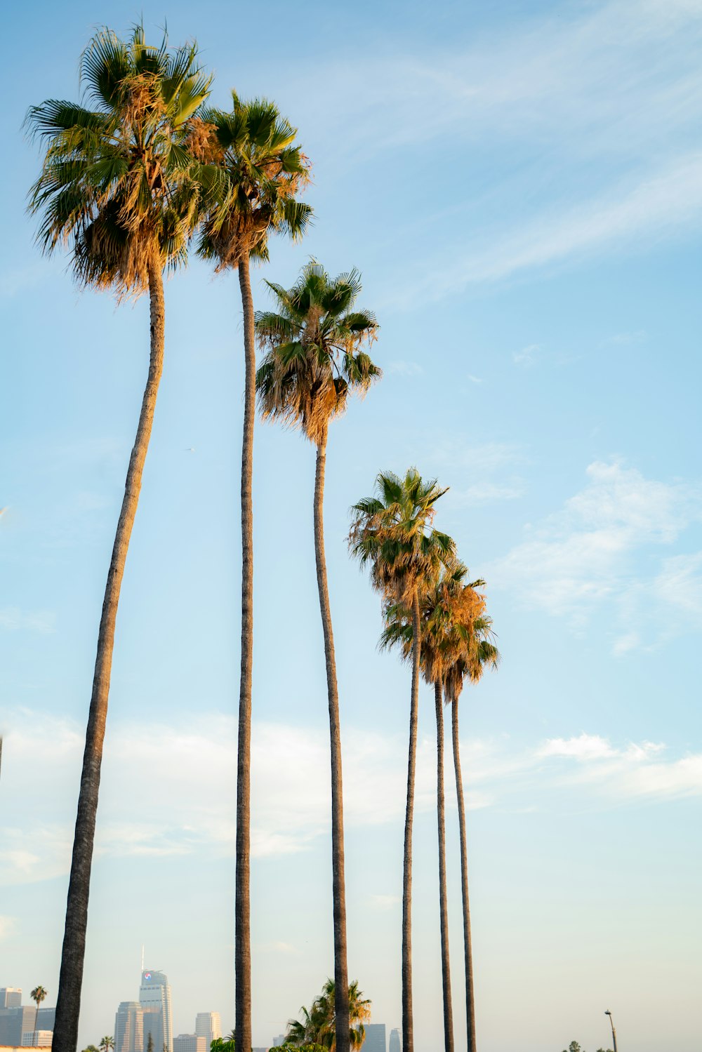 palm trees under blue sky during daytime
