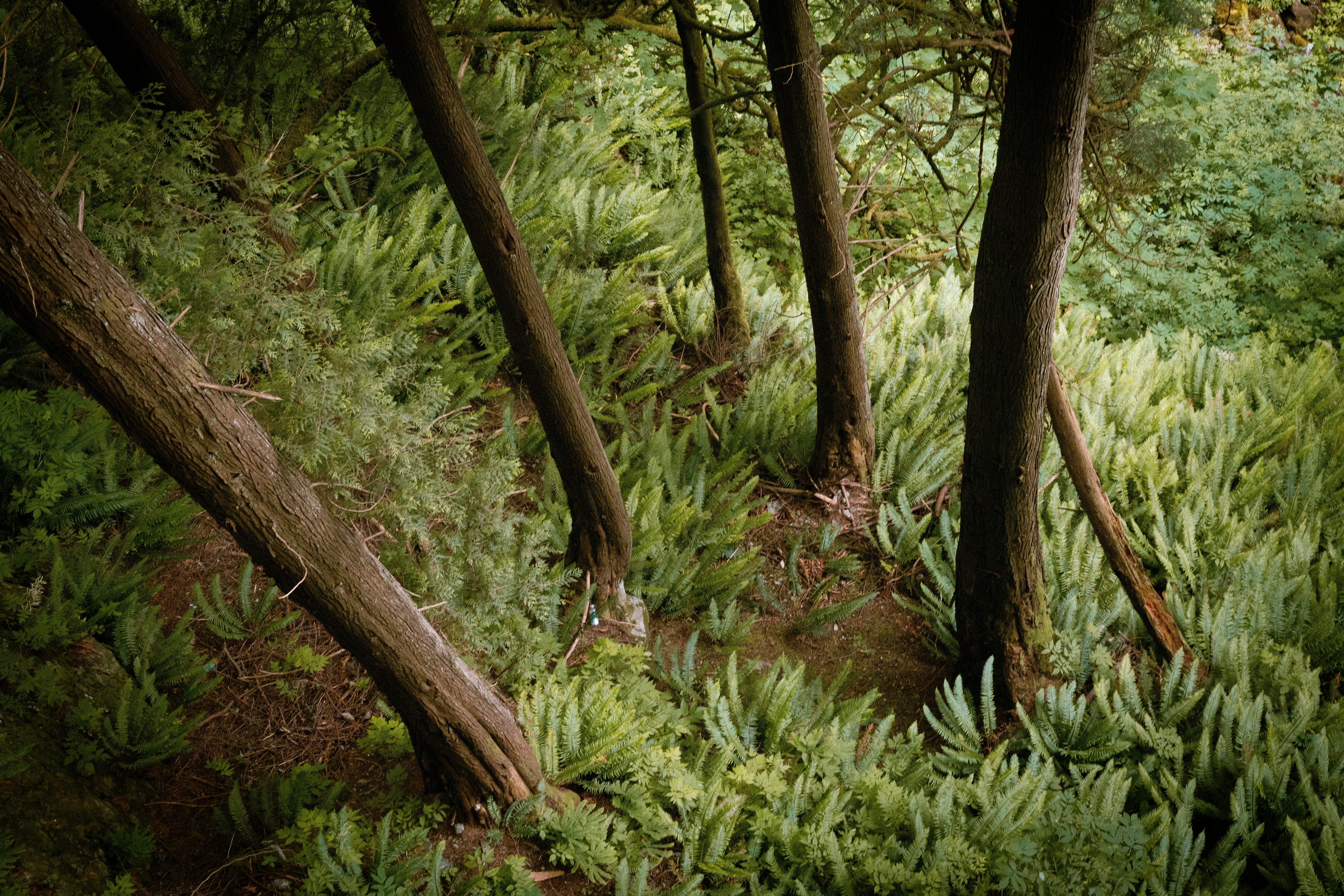 green grass and brown tree trunk