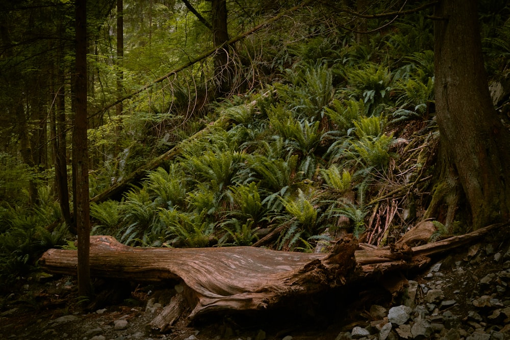 brown tree log on brown wooden log