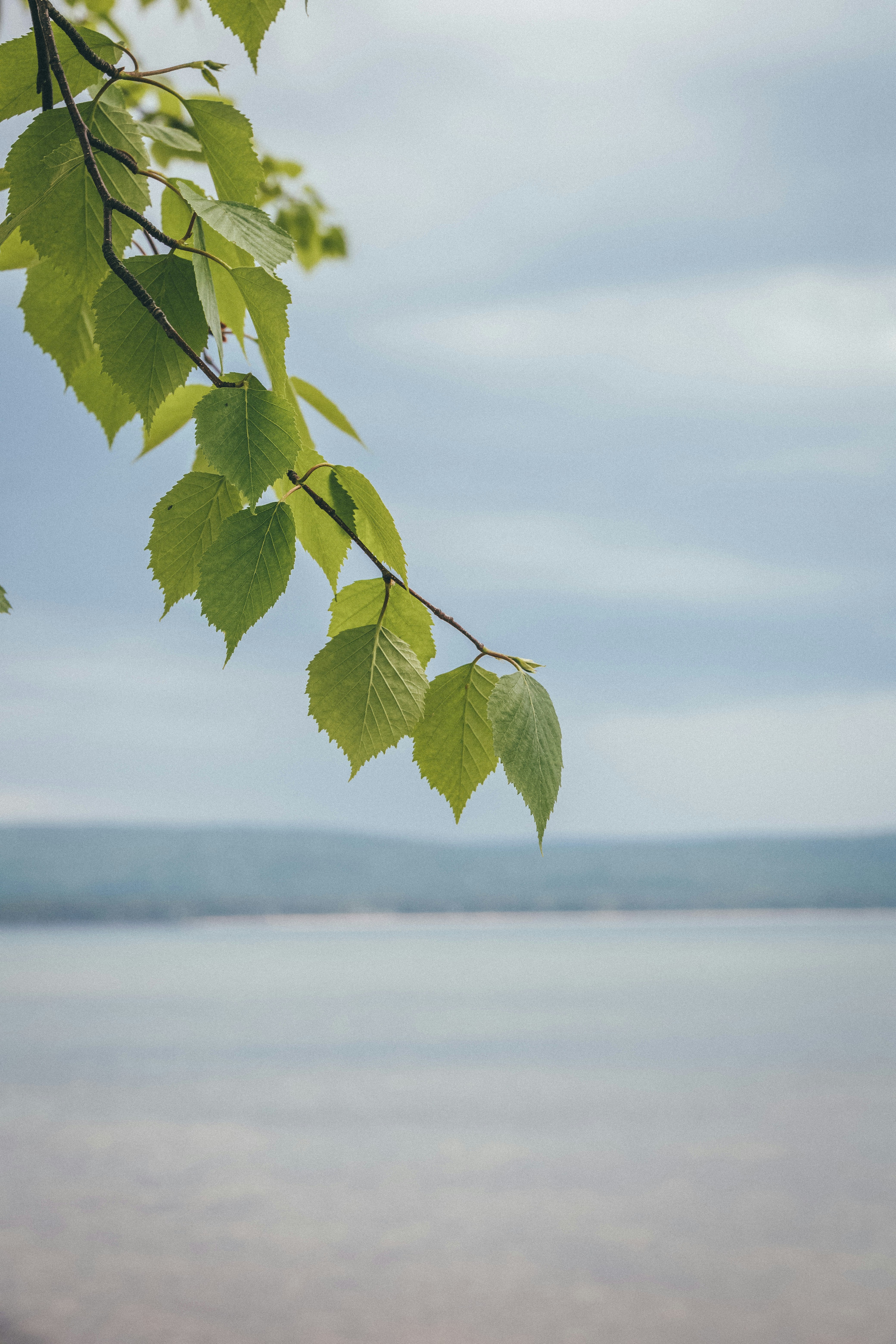 plante à feuilles vertes près d’un plan d’eau pendant la journée