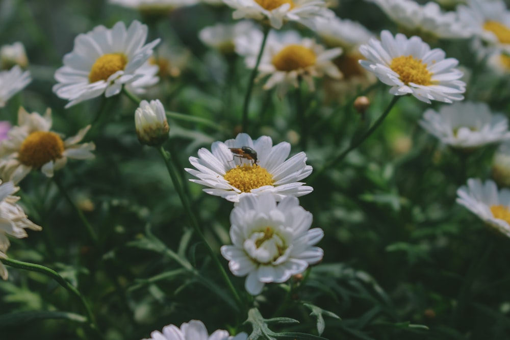 white and yellow flowers in tilt shift lens