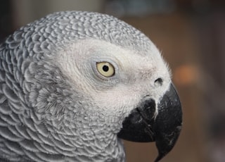 grey and white bird in close up photography