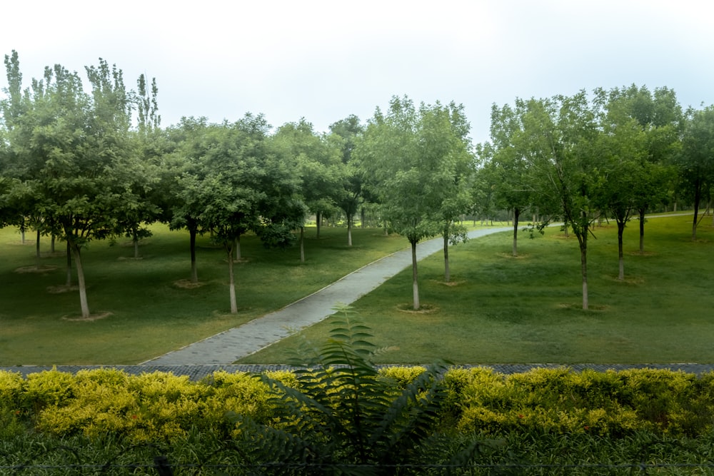 green trees on green grass field during daytime