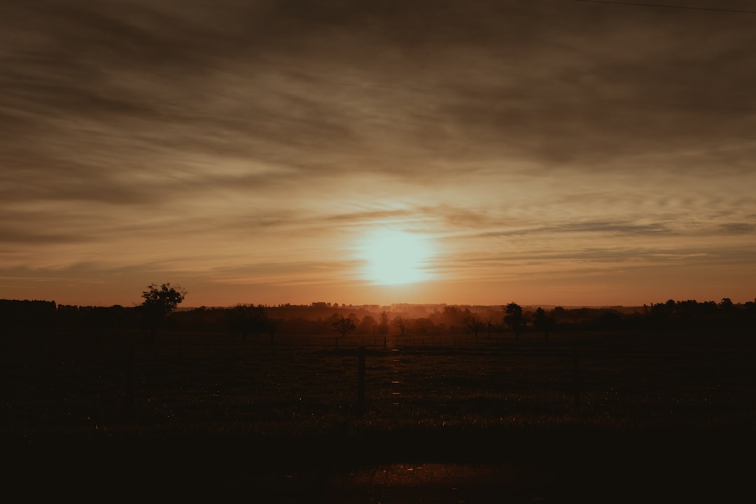 silhouette of trees during sunset