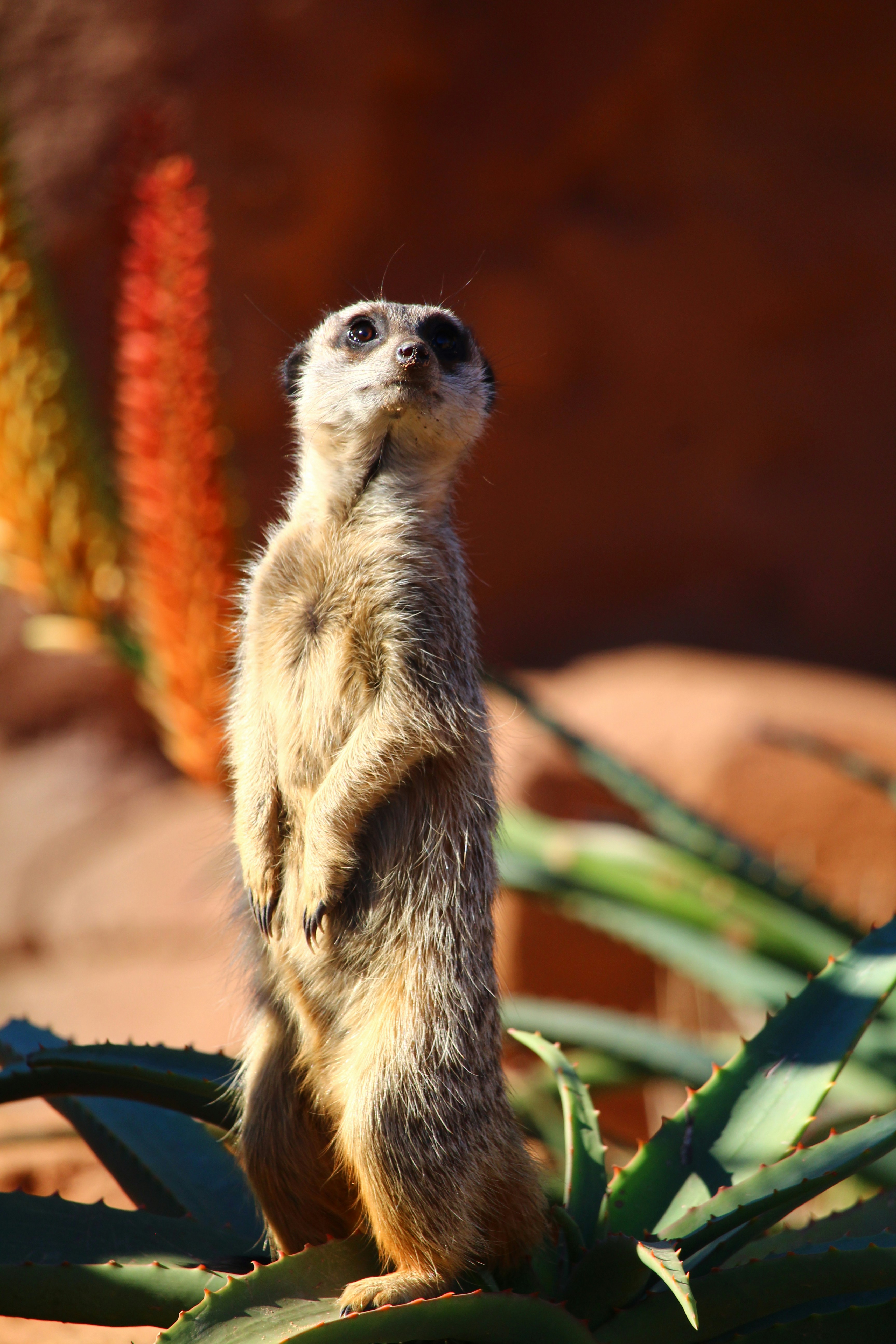 Unsplashで見つけるミーアキャットの無料写真