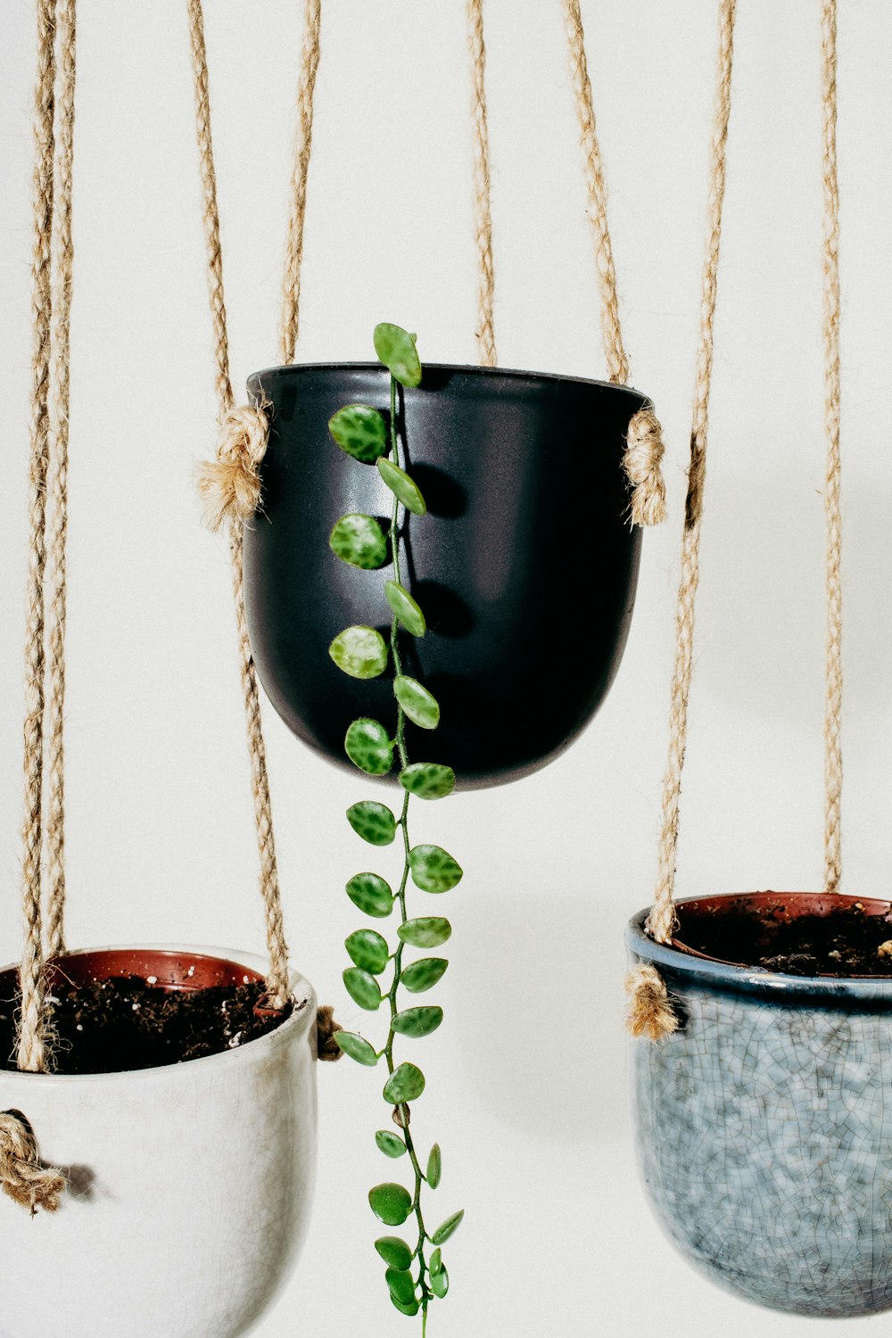 green plant in black pot