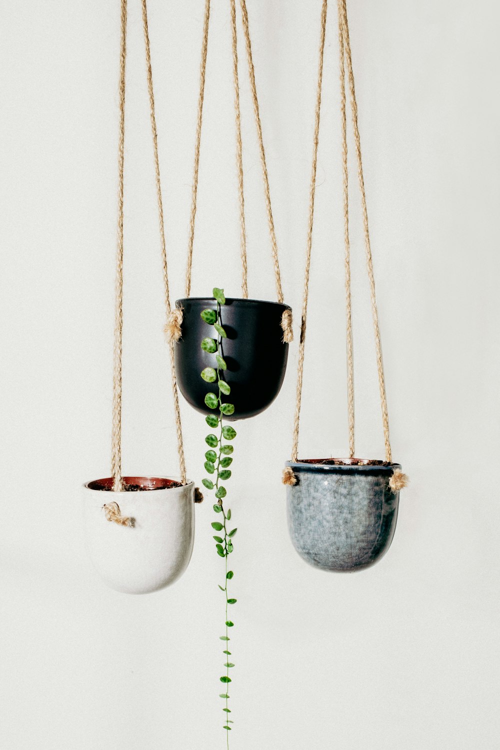 green plant on blue ceramic pot