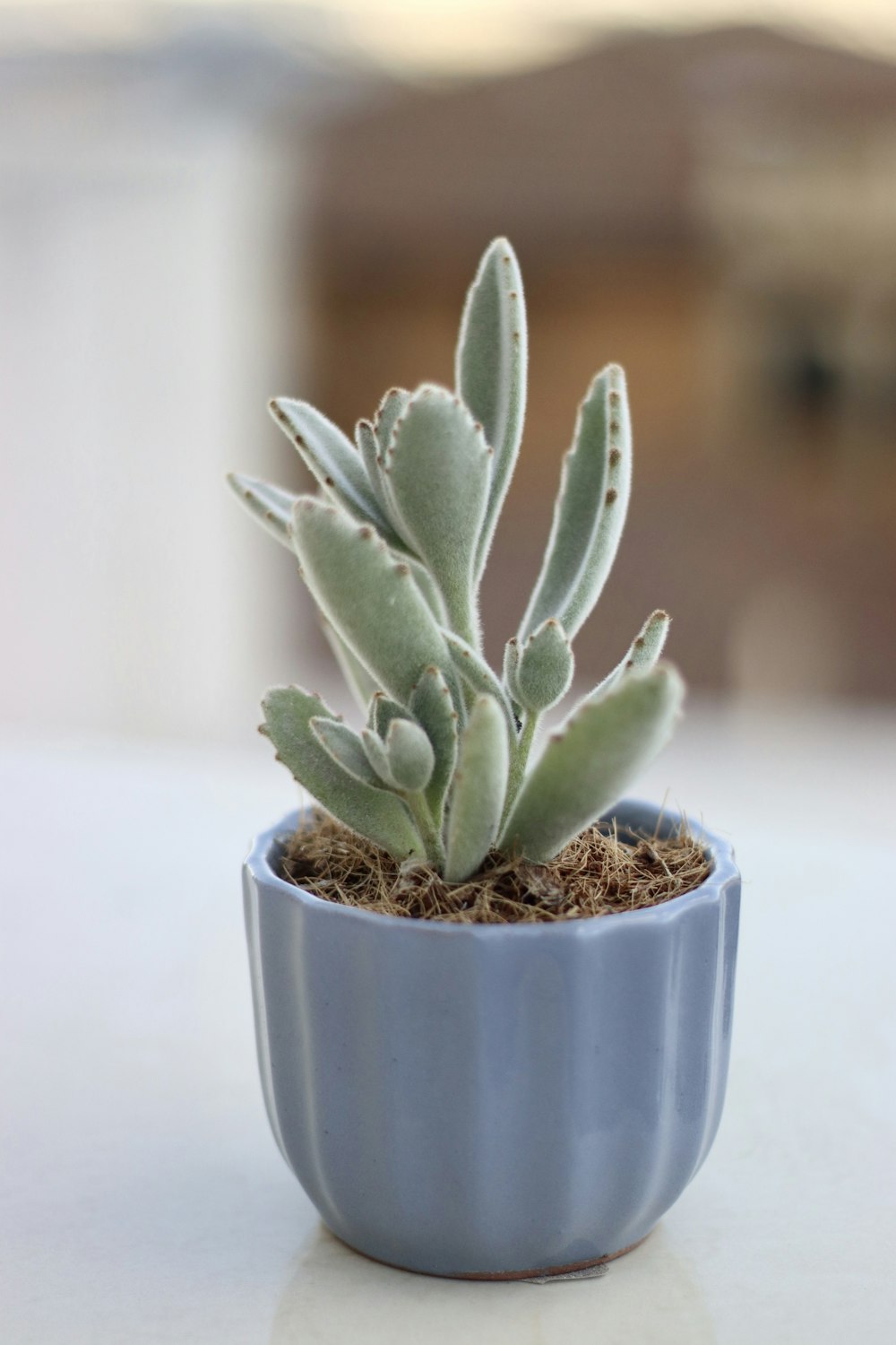 green plant in brown pot