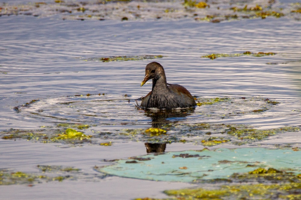 brown duck on water during daytime