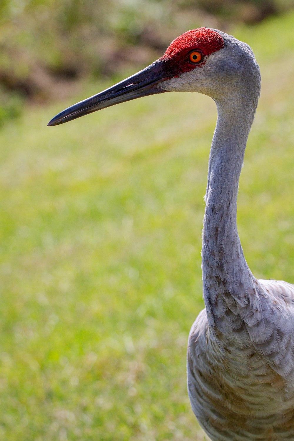 white and gray bird on green grass field during daytime