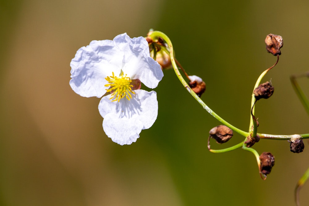 white flower in tilt shift lens