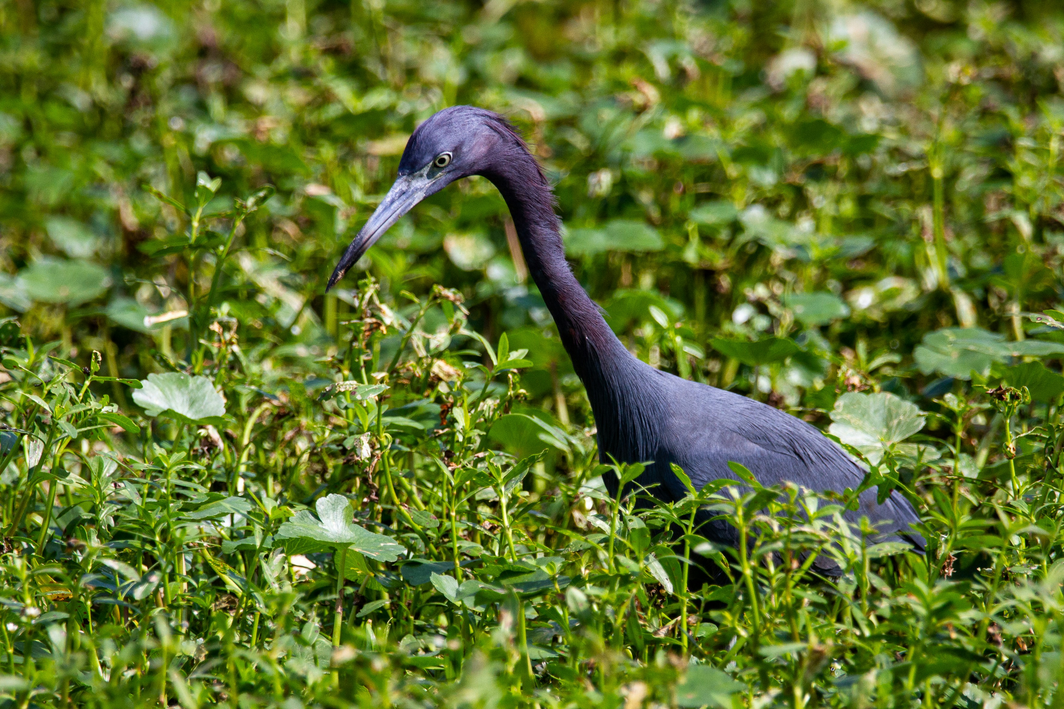 grey bird on green grass during daytime