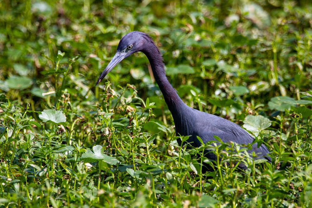 grey bird on green grass during daytime