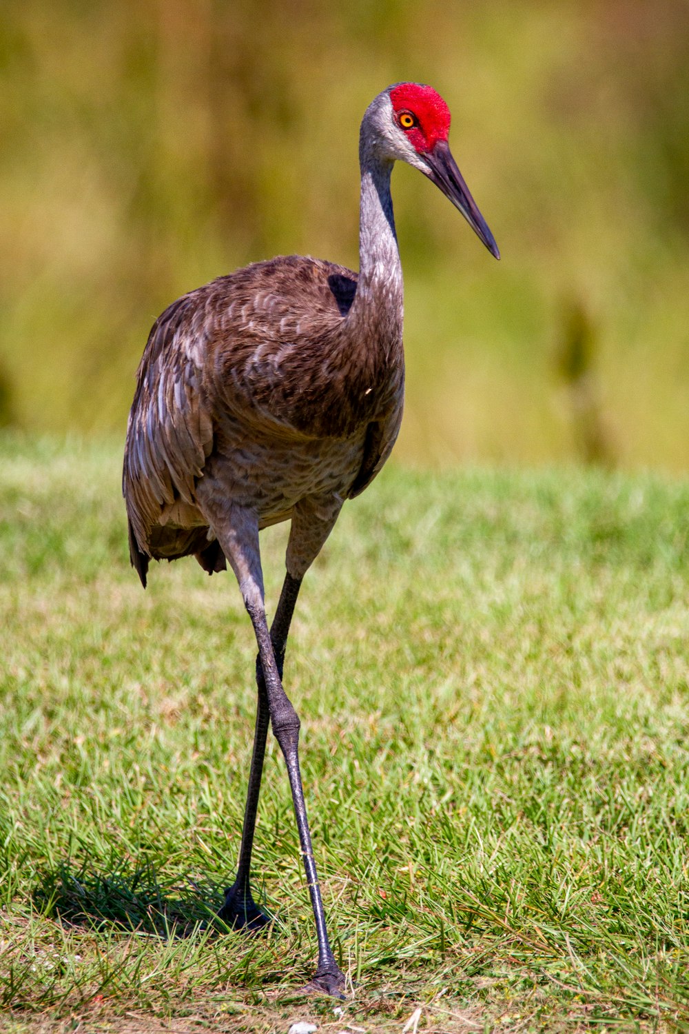 grey crowned crane on green grass field during daytime