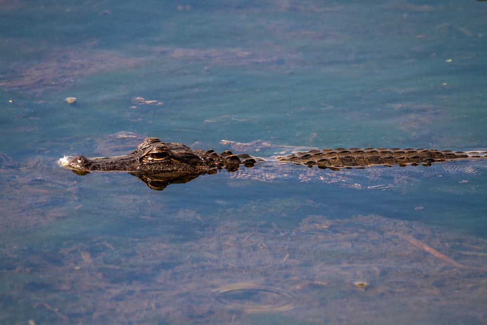 brown crocodile in blue water