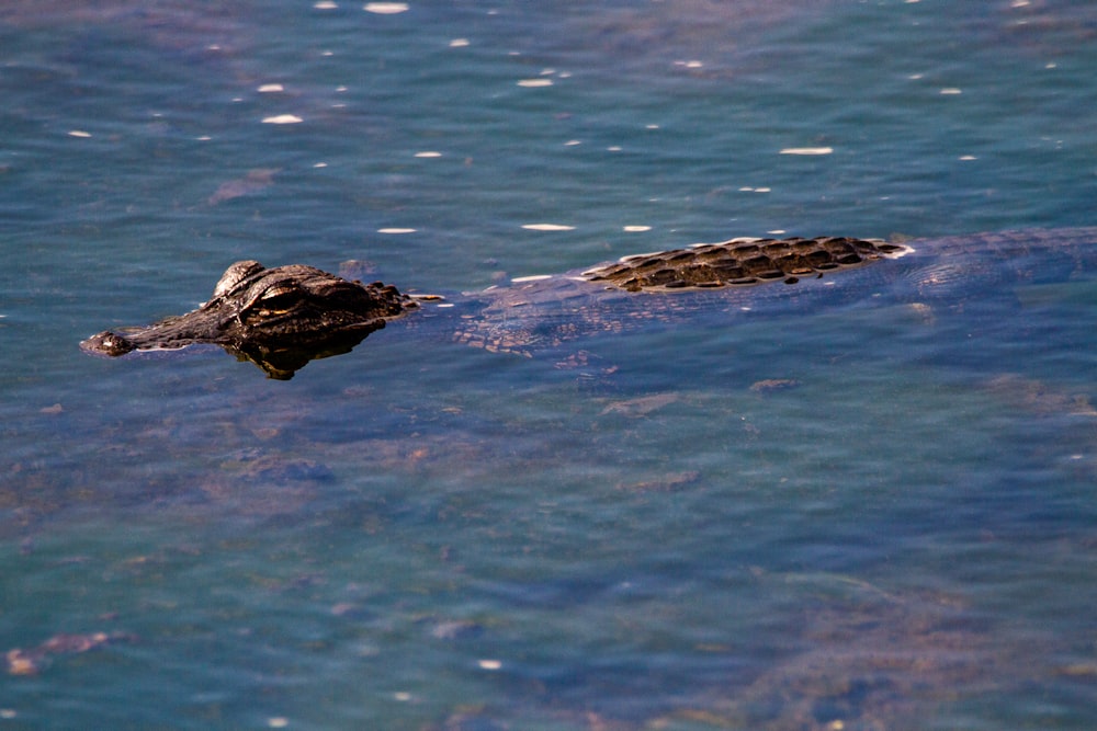 brown crocodile on body of water during daytime