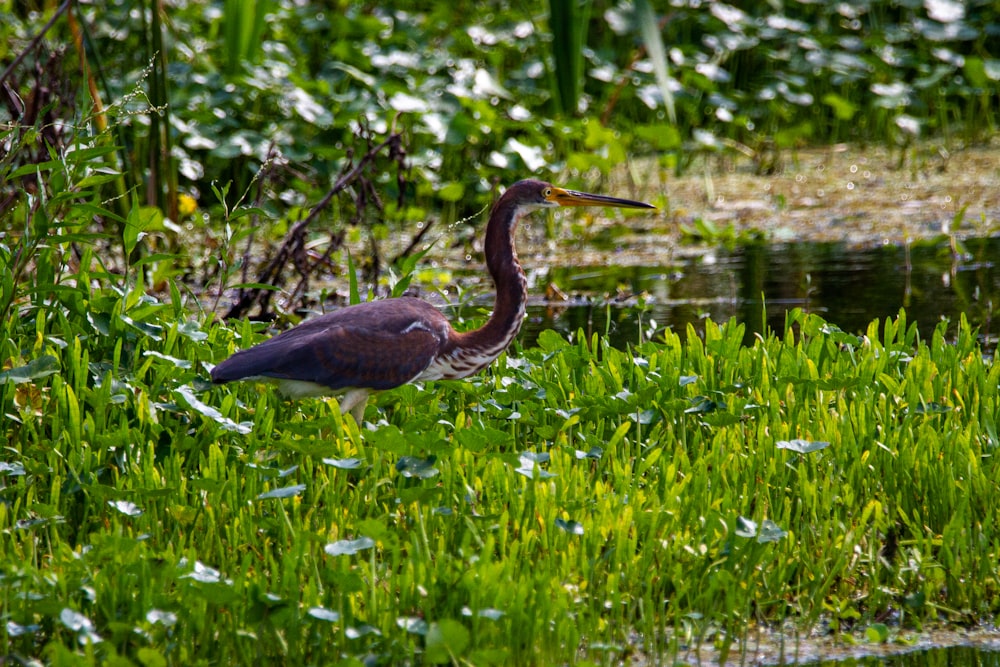 brown and white bird on green grass field during daytime