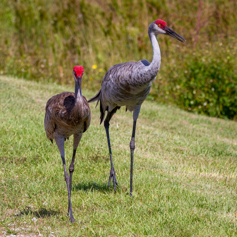 grey and black long beak bird on green grass field