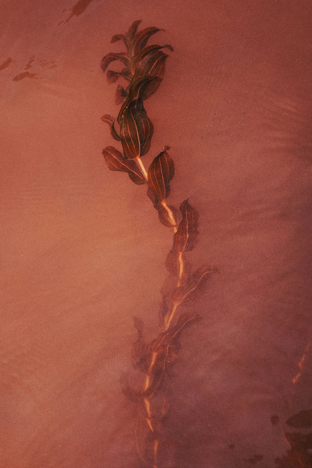 brown and white floral textile