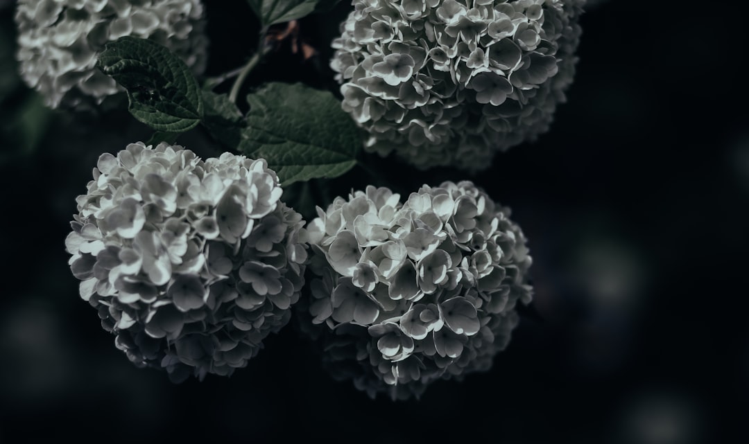 white flower in close up photography