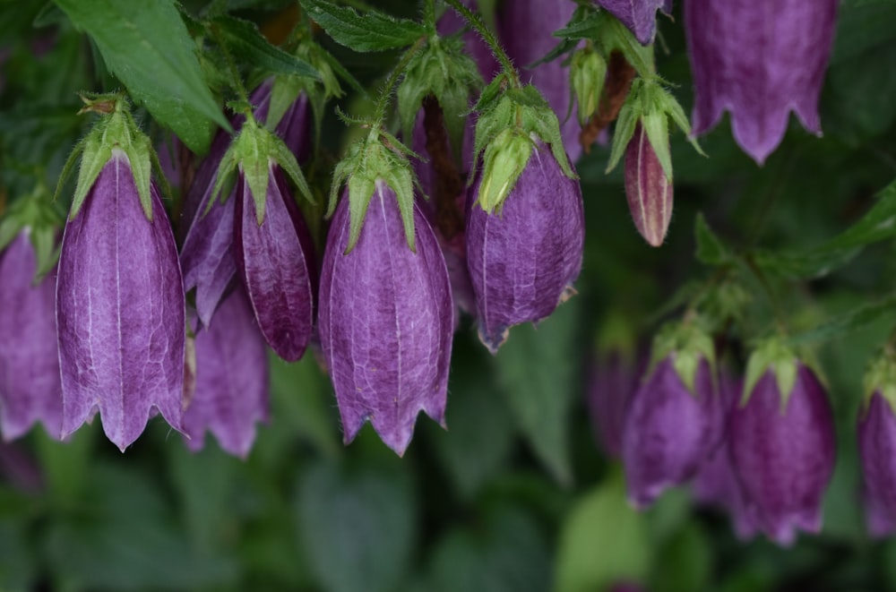 purple flower with green leaves