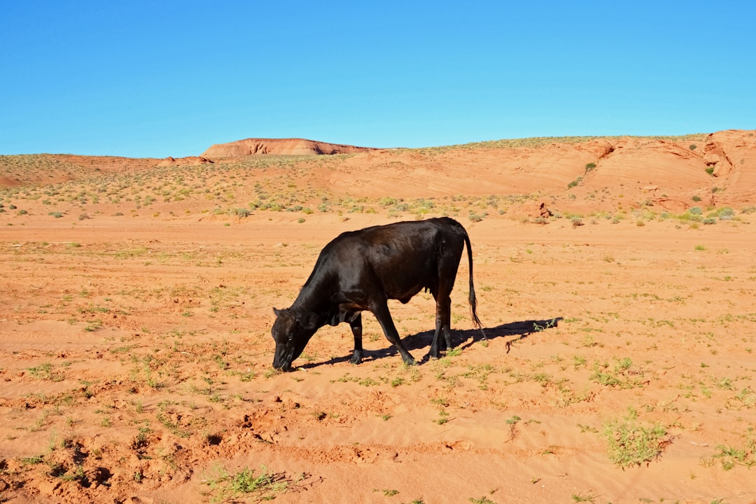 black cow on brown sand during daytime
