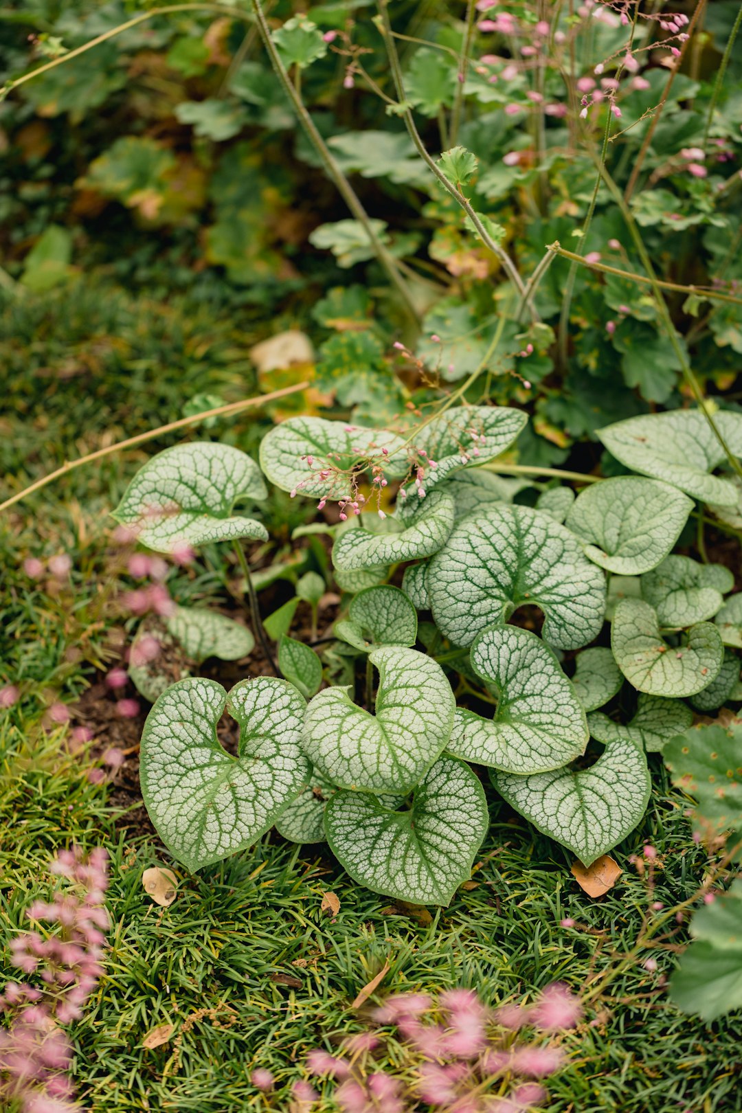 green and white leaves plant