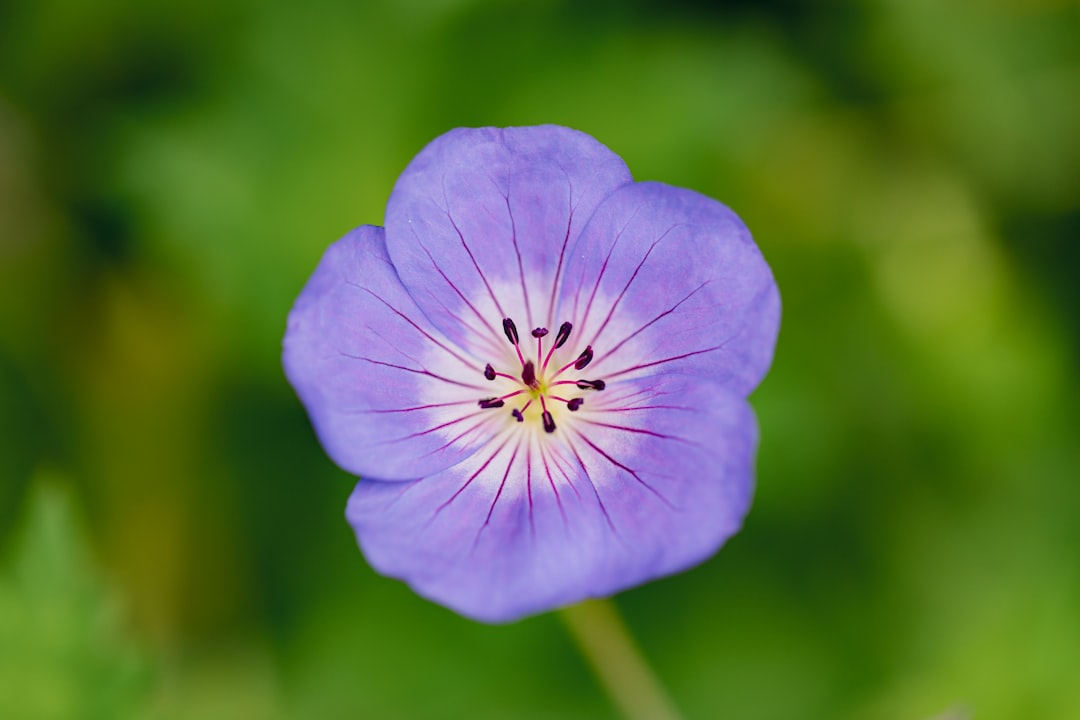 purple flower in tilt shift lens