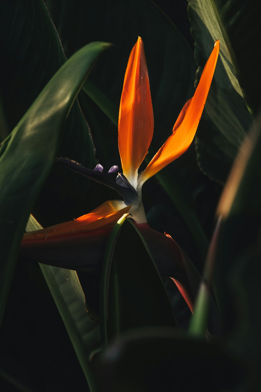 orange and yellow flower in close up photography