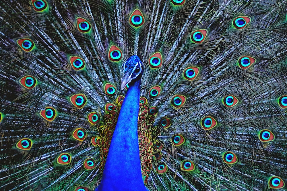 blue peacock in close up photography