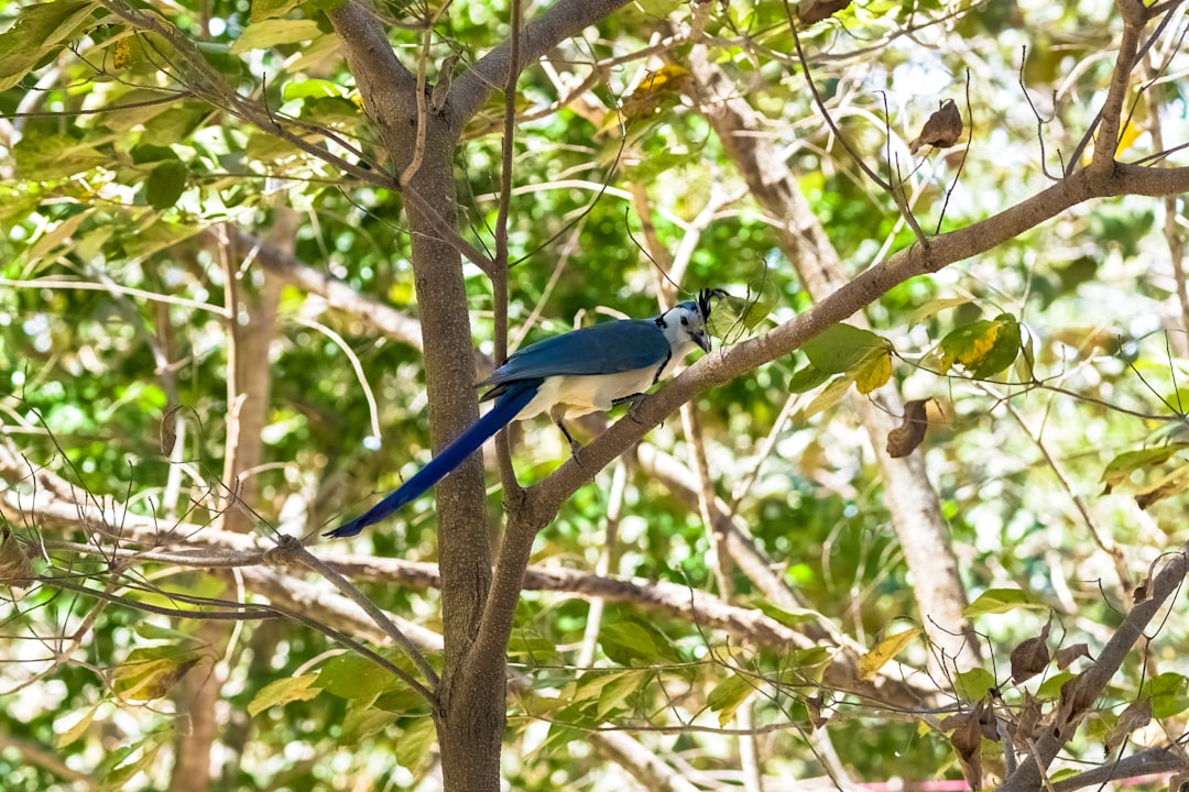 blue and black bird on tree branch during daytime