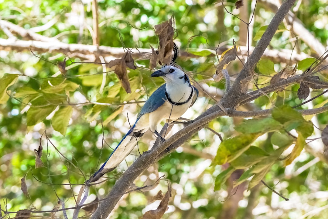 blue and white bird on tree branch during daytime