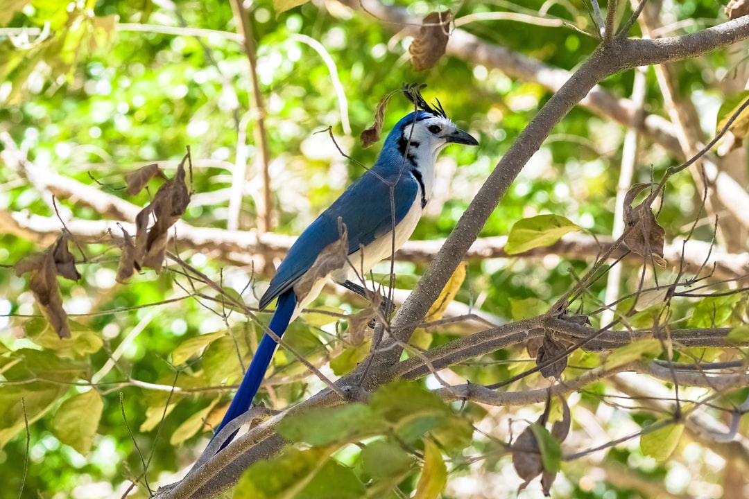 blue and white bird on tree branch during daytime