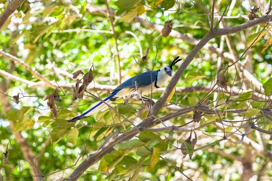 blue and white bird on brown tree branch during daytime