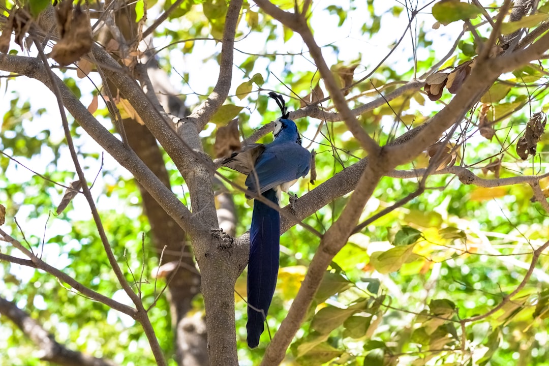 blue bird on tree branch during daytime