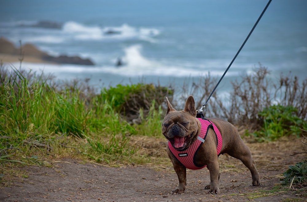 brown short coated small dog with pink shirt on brown dirt road during daytime