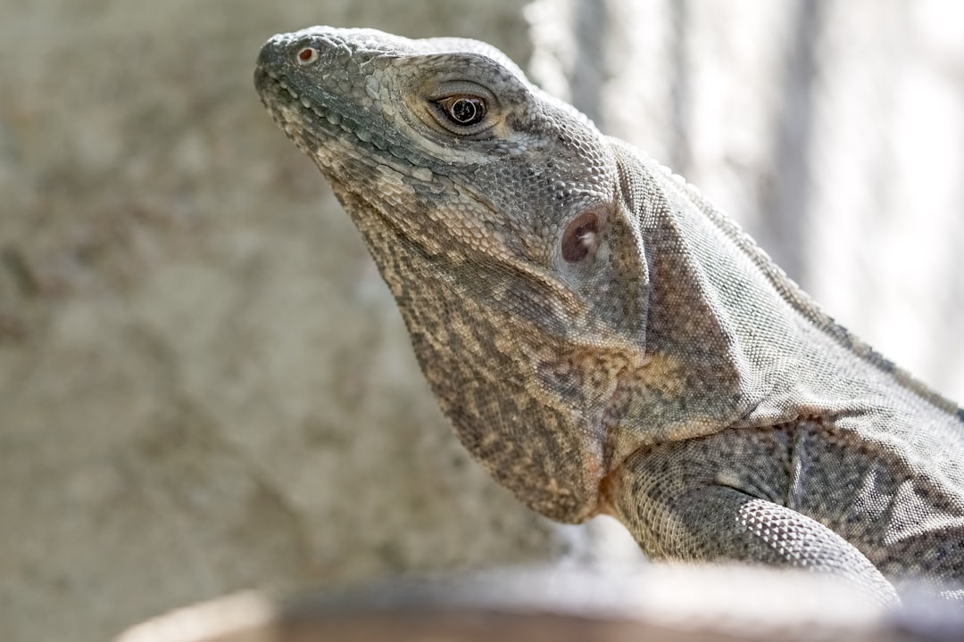 brown and gray bearded dragon