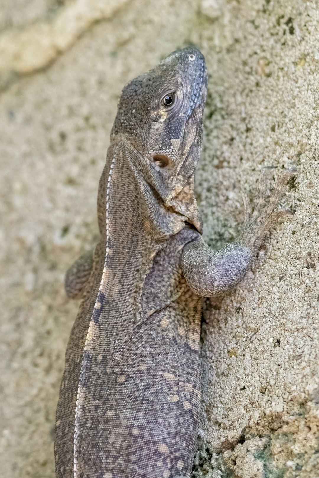 brown and gray lizard on gray concrete wall