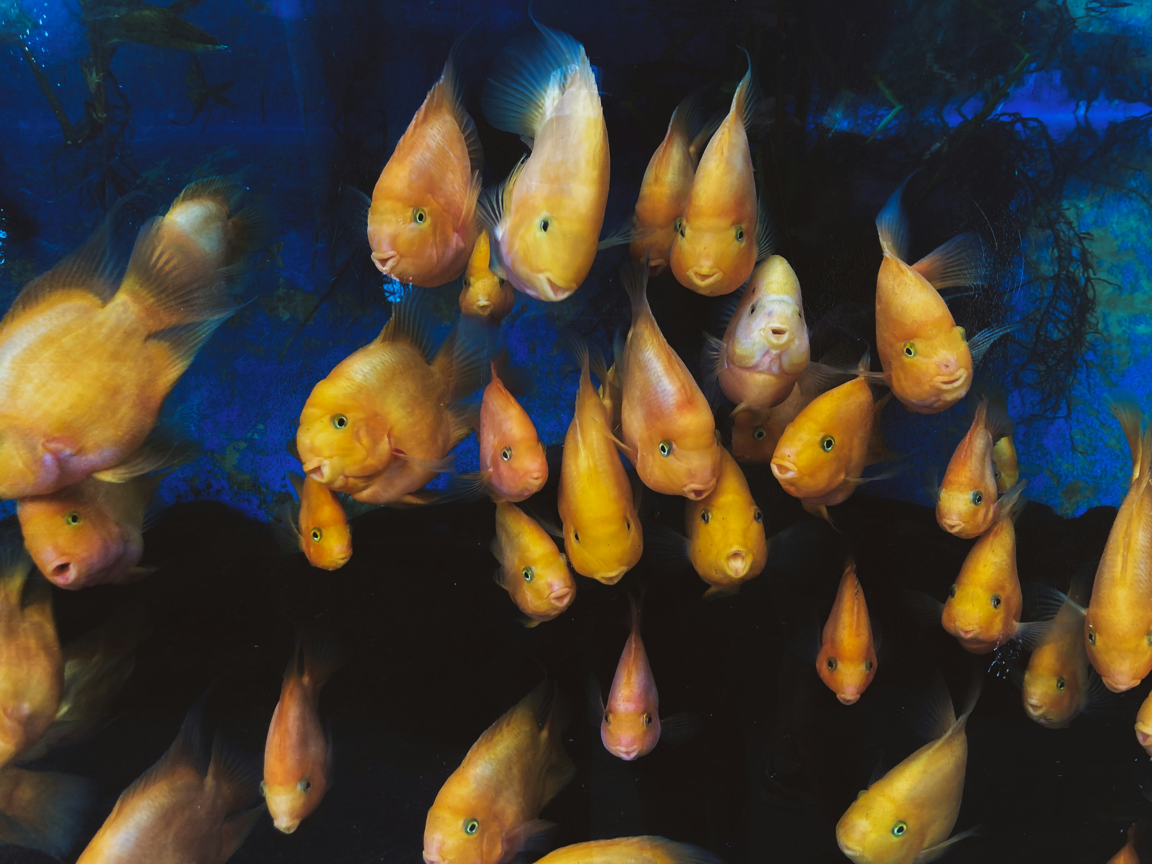 ikan kuning dan hitam di dalam air