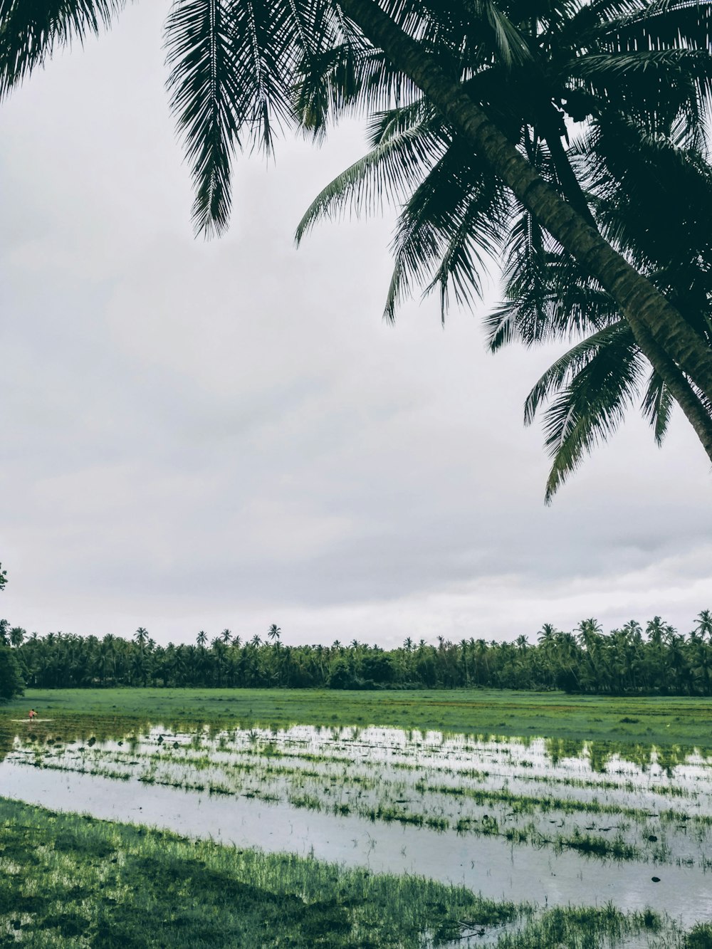 green grass field near body of water under white clouds during daytime