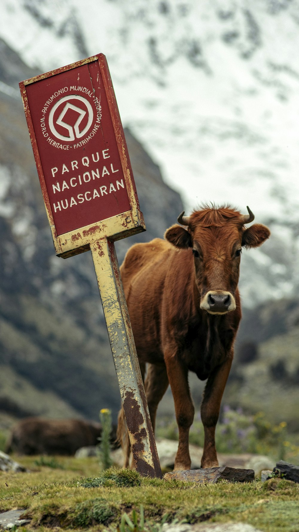 vaca marrom no solo coberto de neve durante o dia