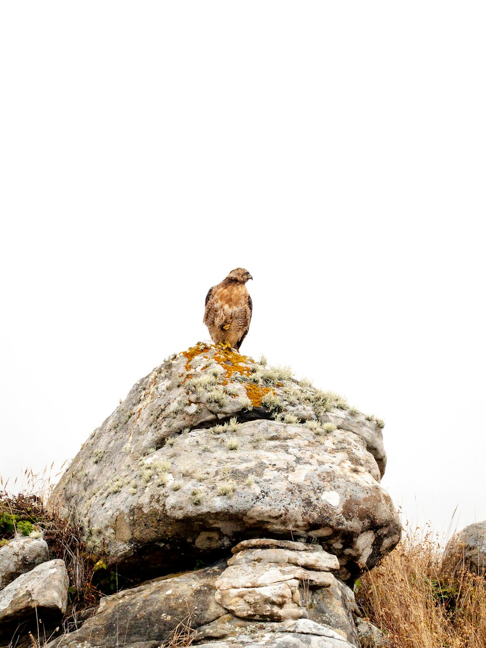 oiseau brun sur roche grise