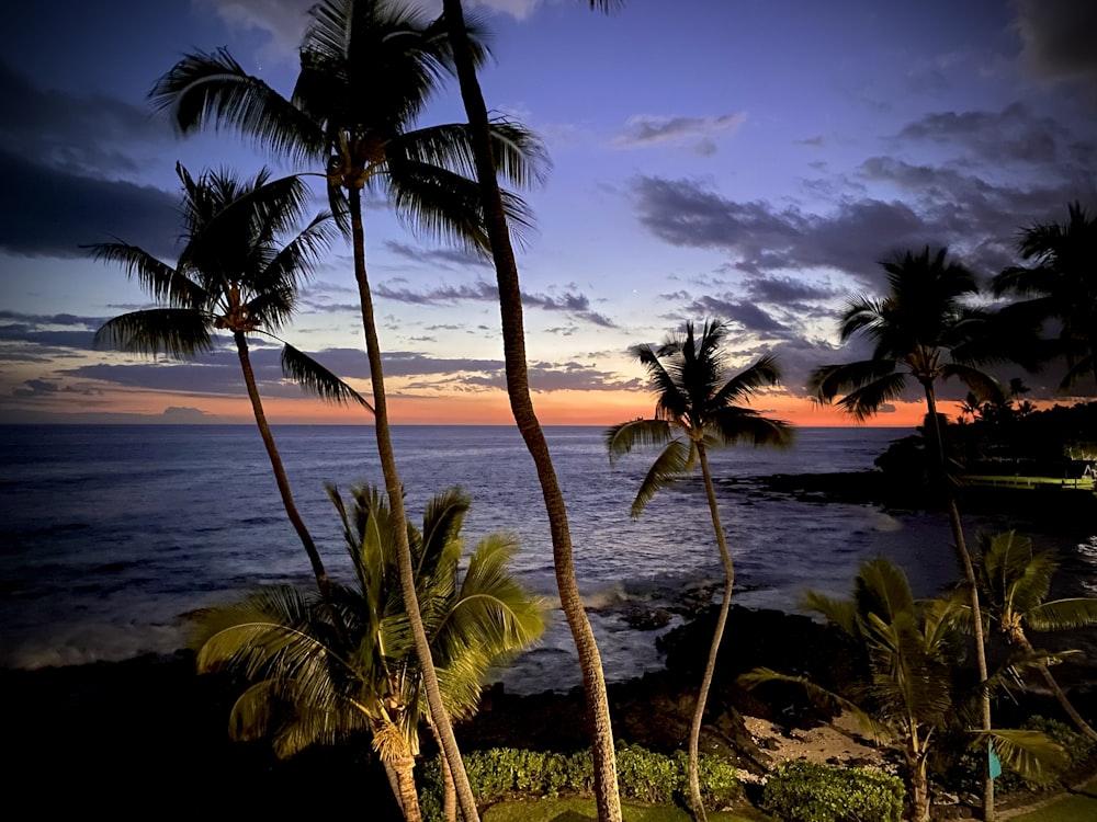 palm tree near body of water during daytime