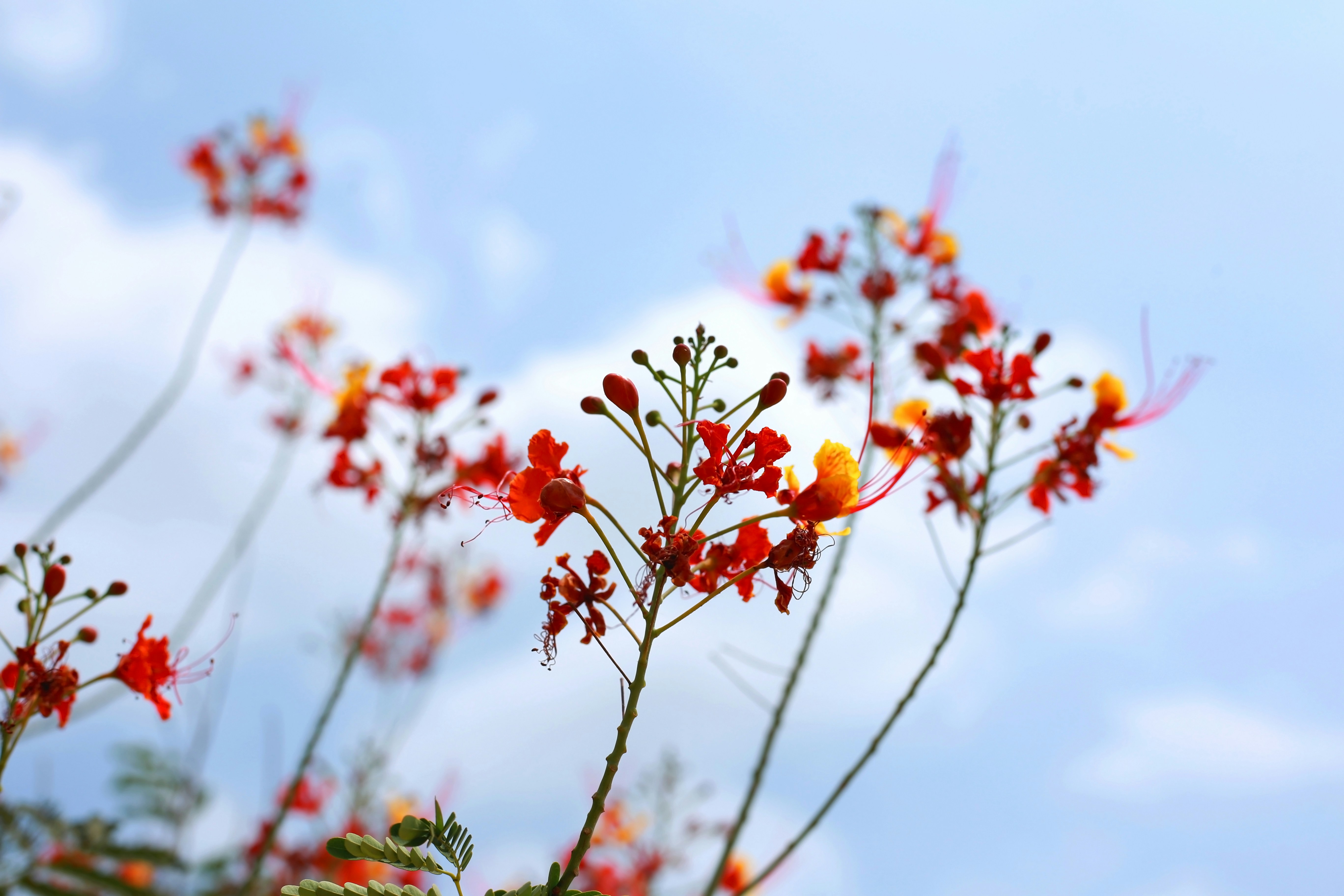 red and yellow flowers in tilt shift lens