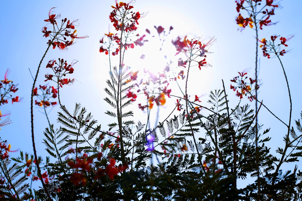 white and red flowers under blue sky during daytime