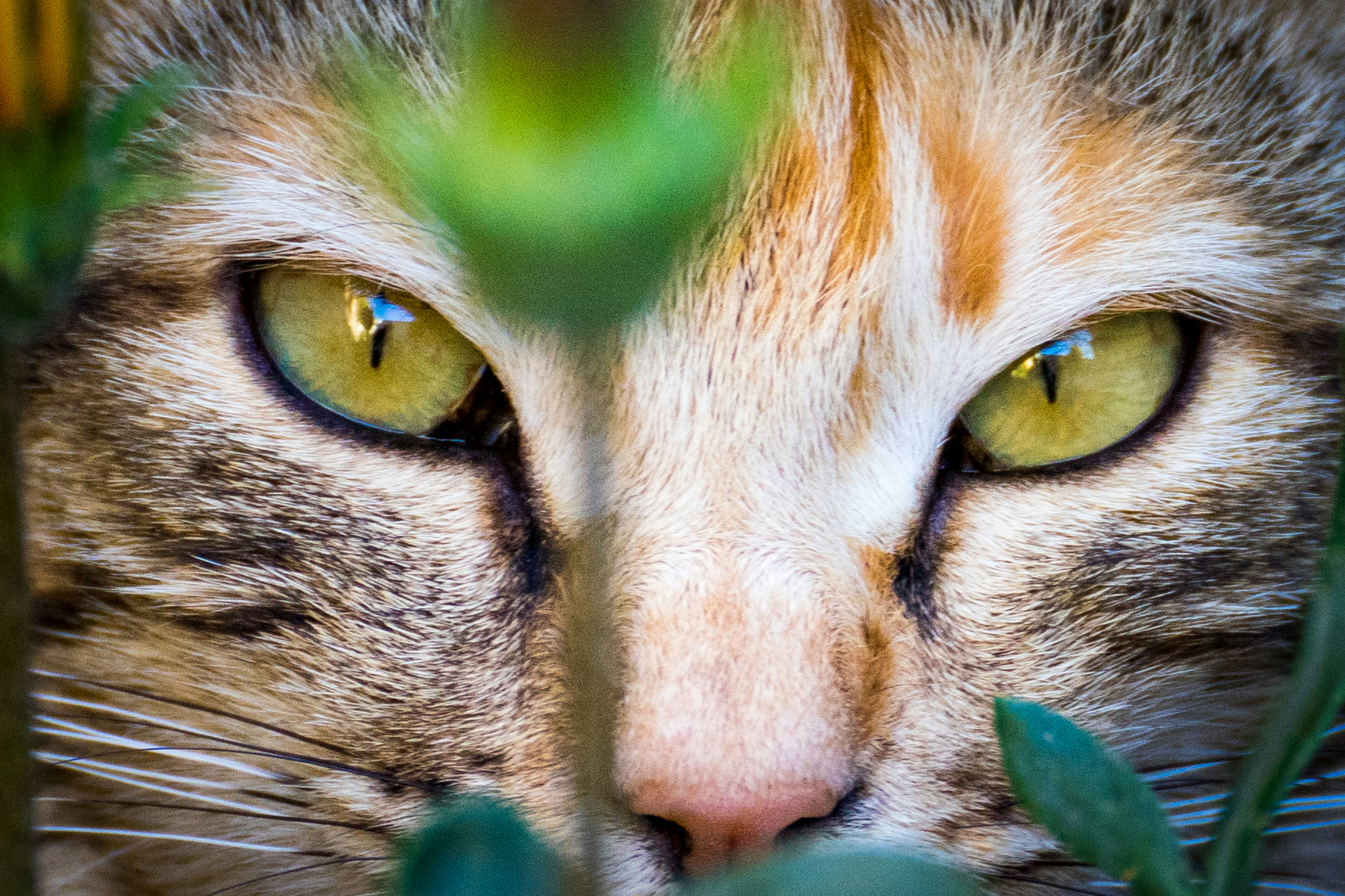 Eye Markings: Nature’s Camouflage (image credits: unsplash)