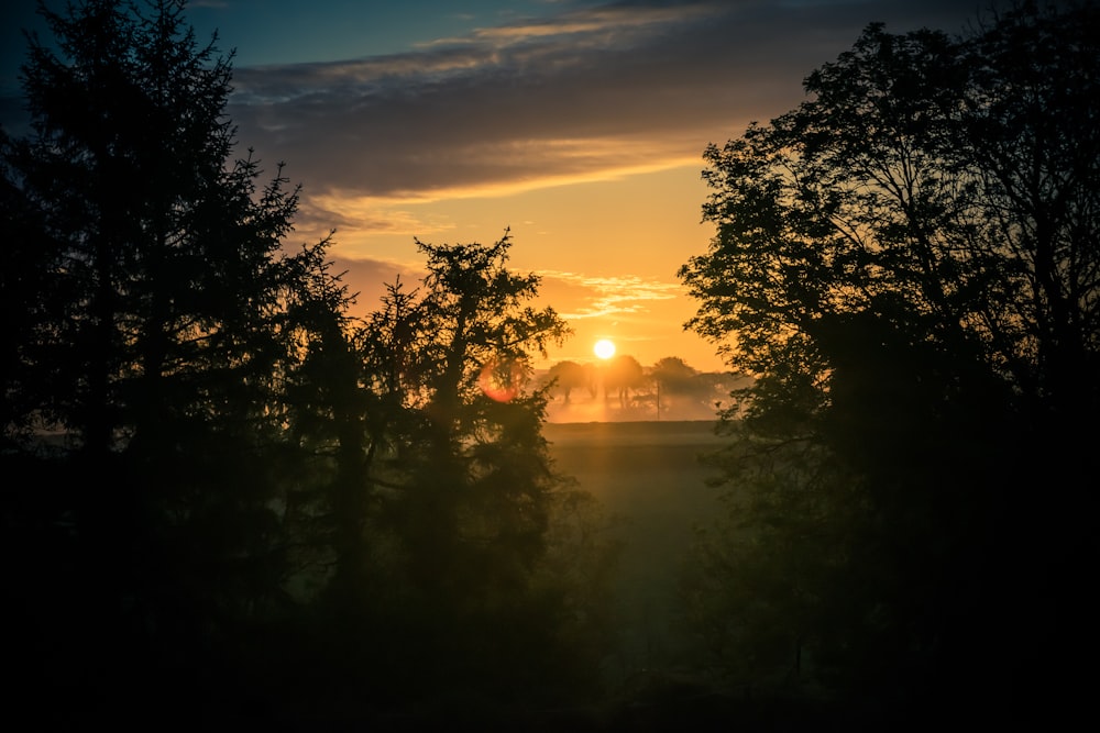 green trees near body of water during sunset