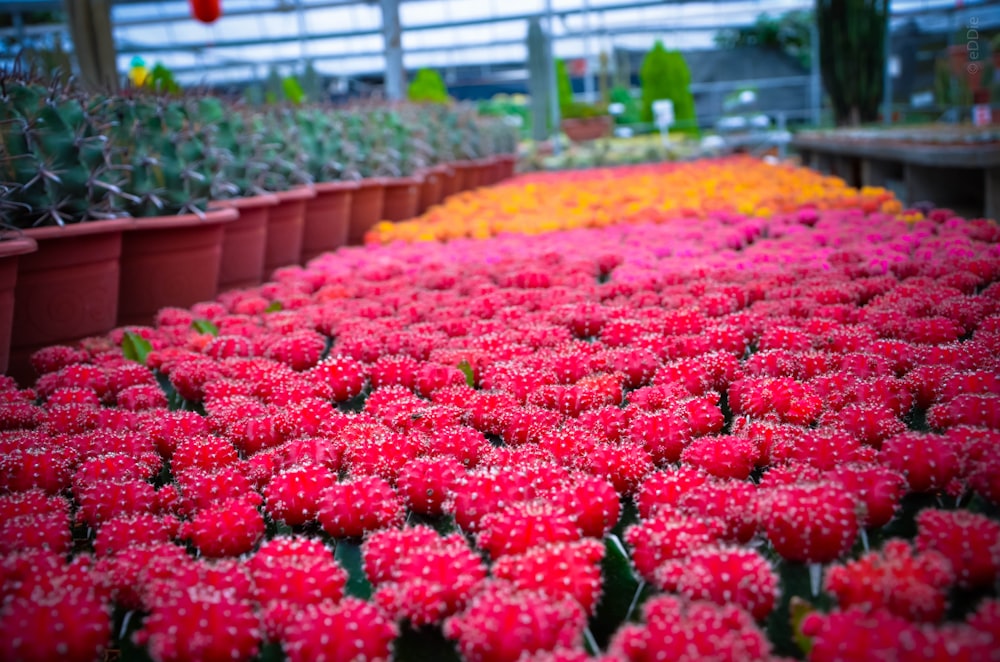 champ de fleurs rouges pendant la journée