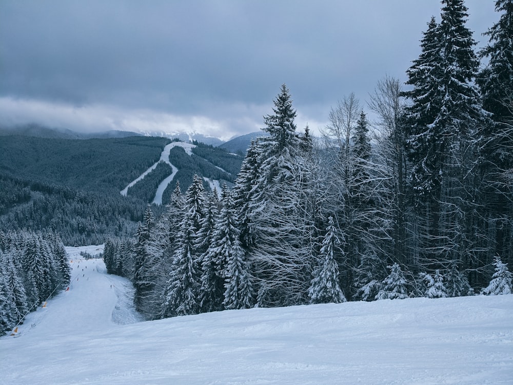 green pine trees covered with snow during daytime